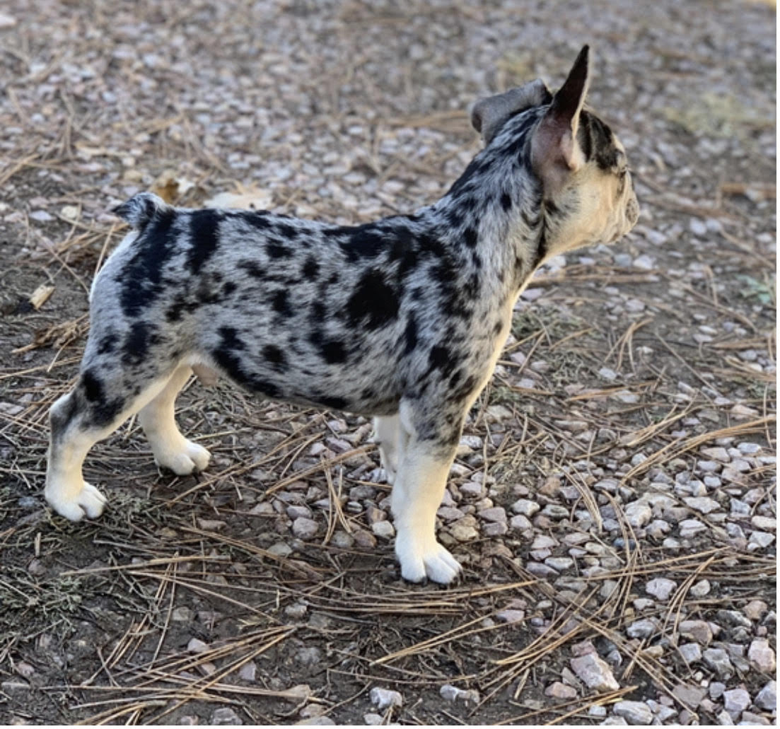 comprar cachorros sanos, baratos y asequibles para la venta